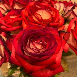 Meet your Posher, Jacki-o